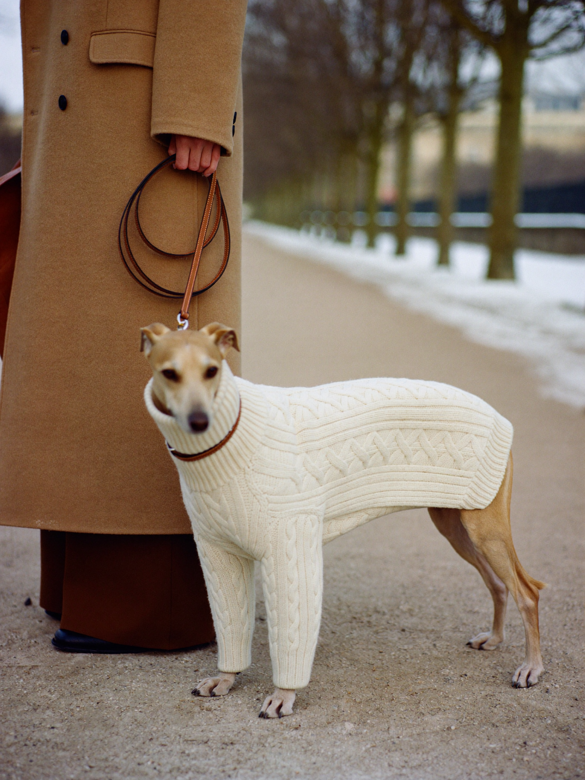 An Italian greyhound in a cream cable-knit sweater