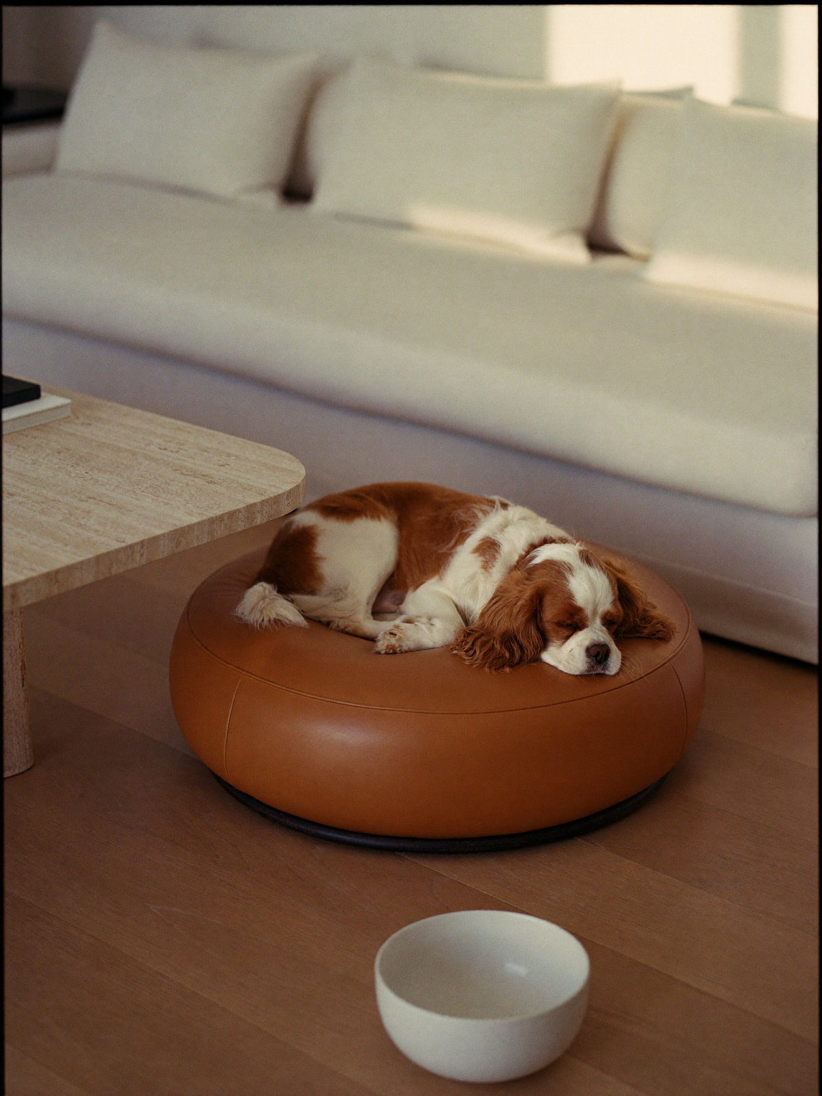 A Cavalier King Charles spaniel asleep on a round leather dog bed