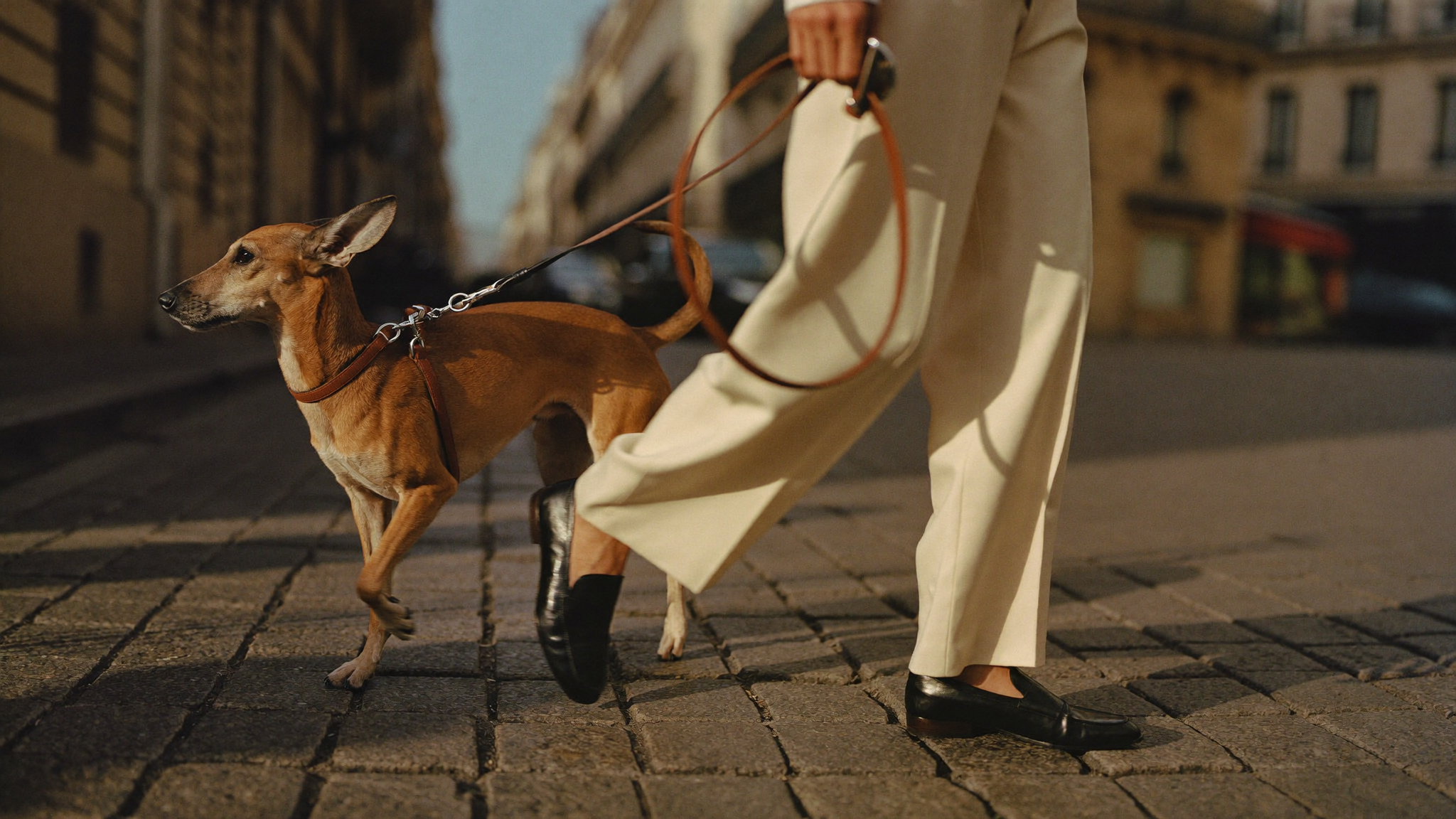 A whippet on a cognac leather leash walking on a Paris street