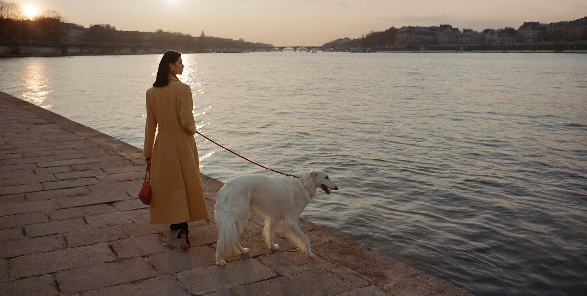 A borzoi on a leather leash walking along the Seine at golden hour