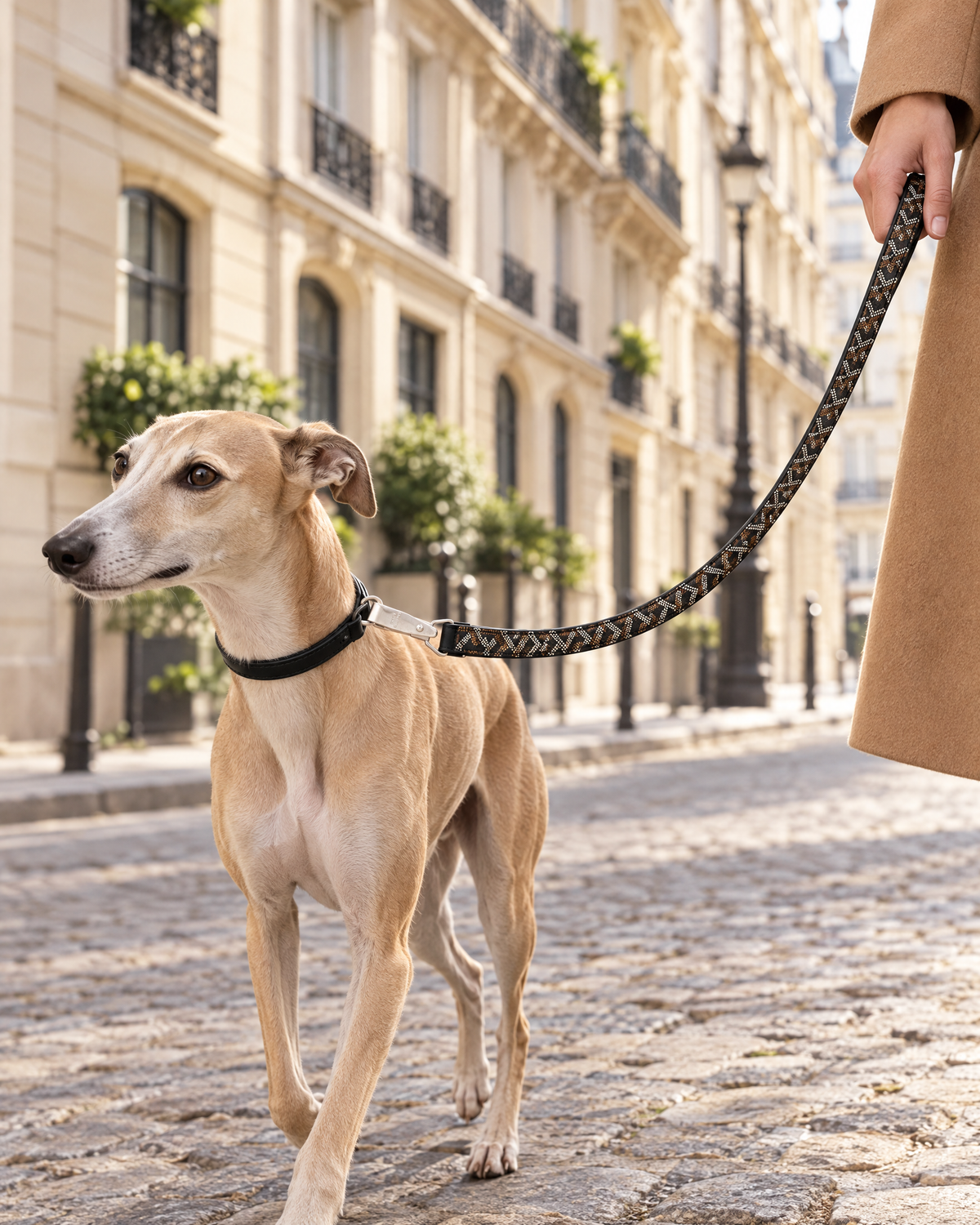 Chevron Dog Leash in black & tan on a whippet
