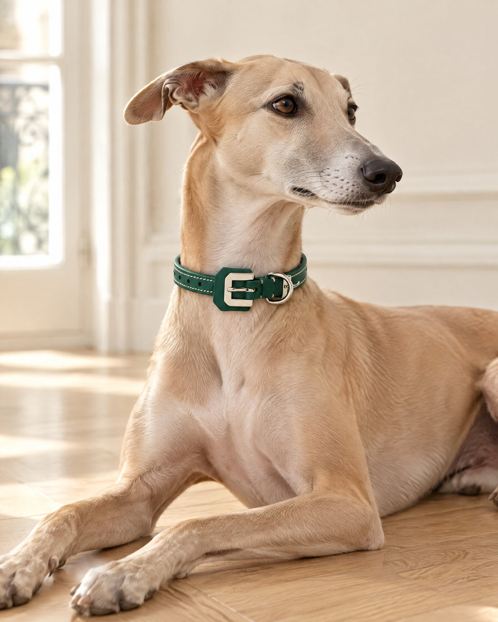 Edmond Collar in green, worn by a whippet