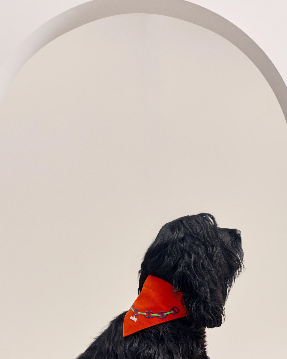 Black spaniel wearing the Maillons Dog Bandana in orange