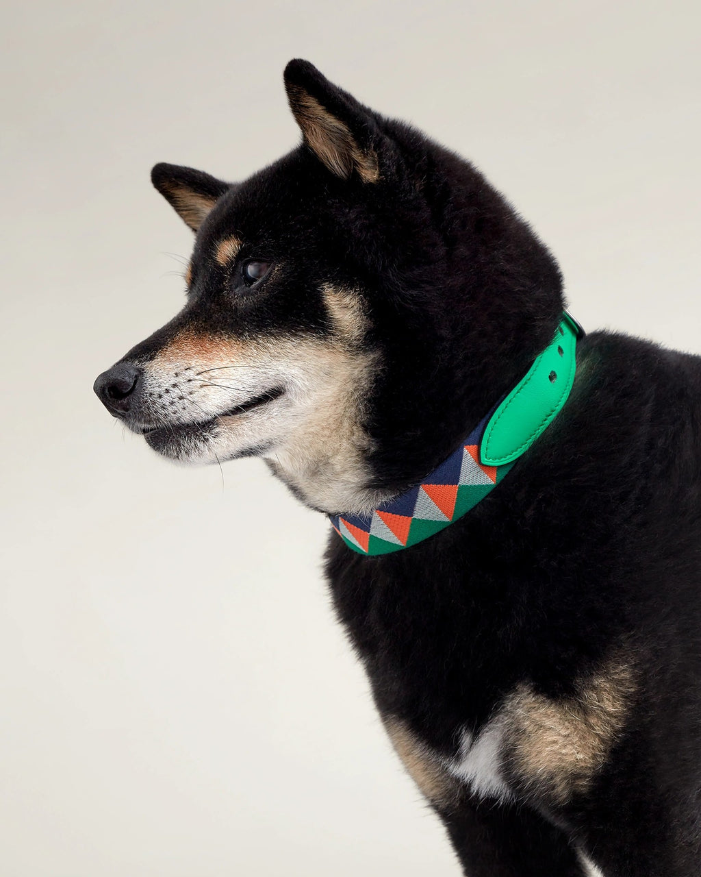Shiba Inu wearing the Médor Dog Collar in green