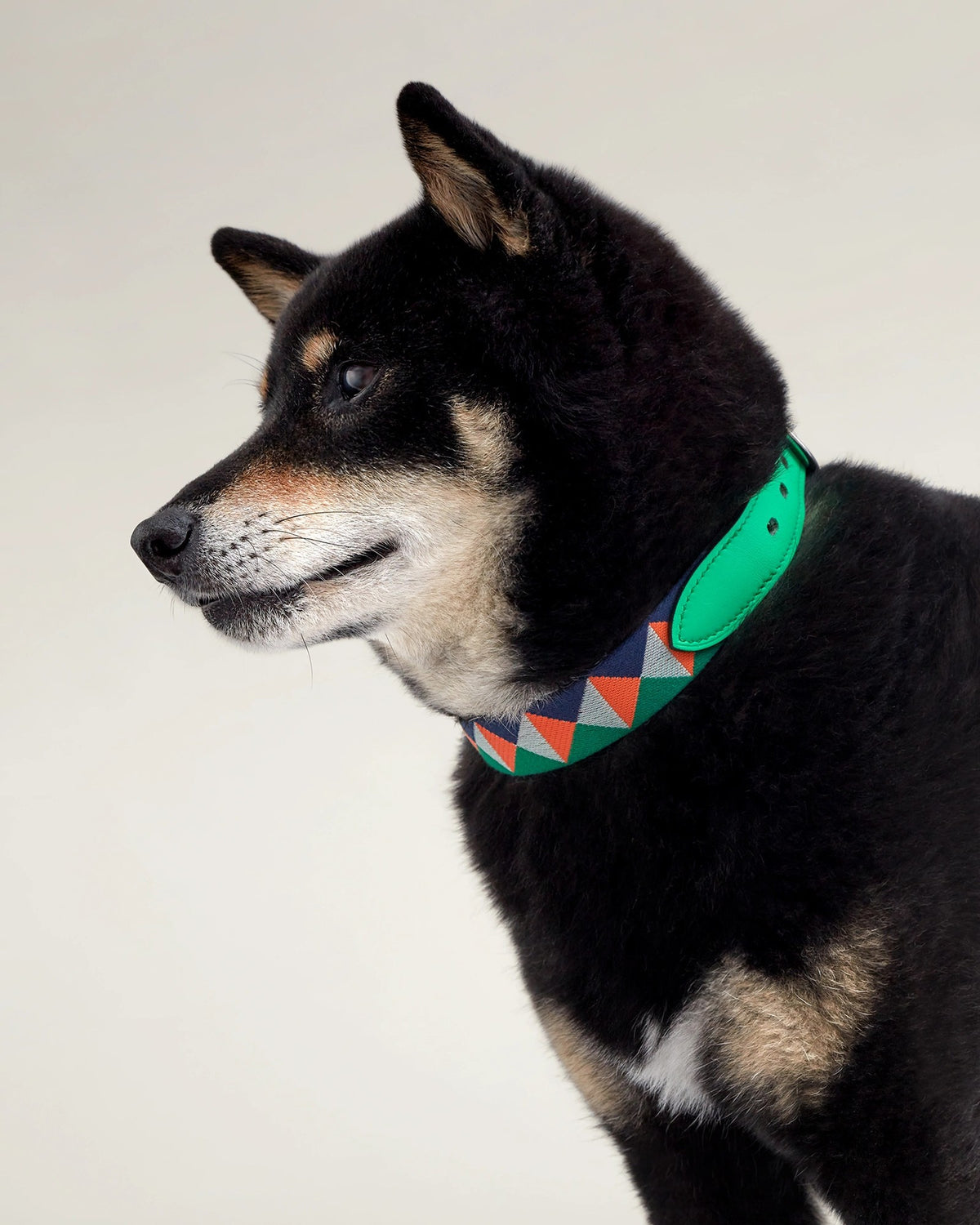 Shiba Inu wearing the Médor Dog Collar in green