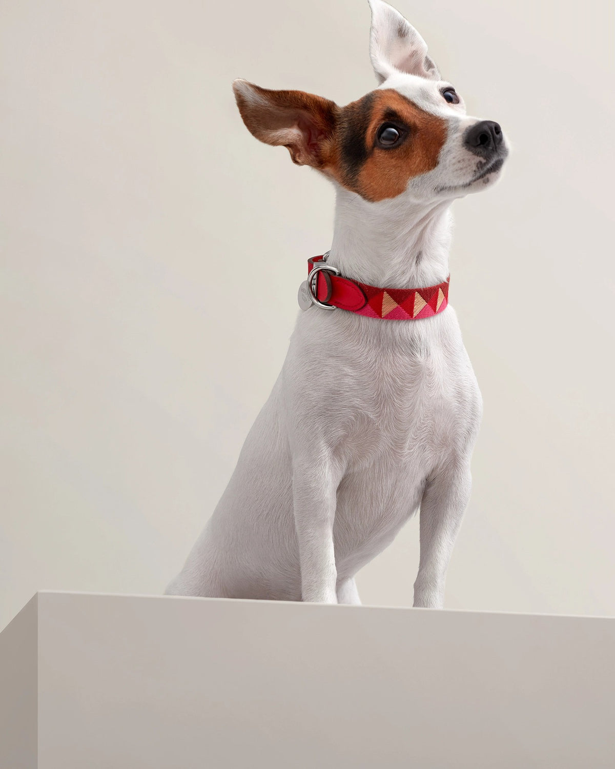 Jack Russell terrier wearing the Médor Dog Collar in red
