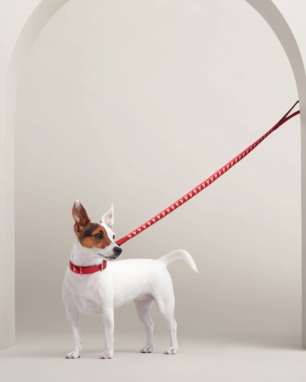 Jack Russell terrier on the Médor Dog Leash in red