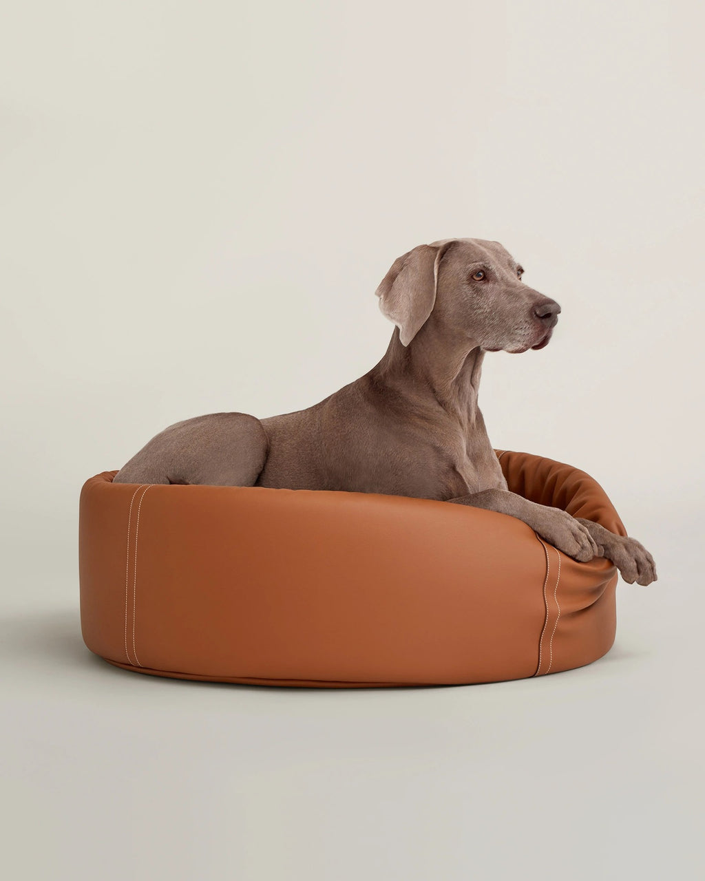 Weimaraner resting in the large Patapouf Dog Bed