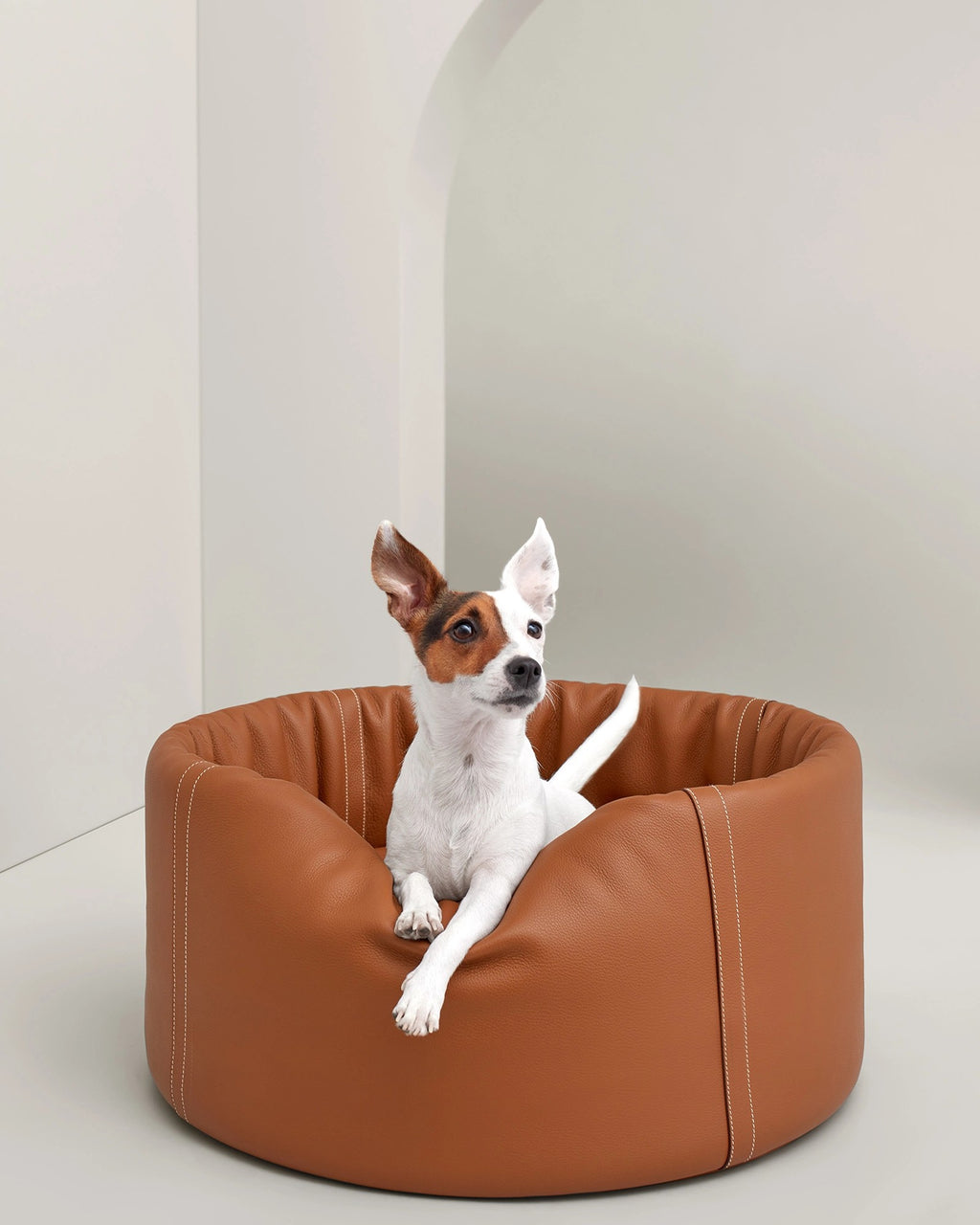 Jack Russell terrier in the medium Patapouf Dog Bed