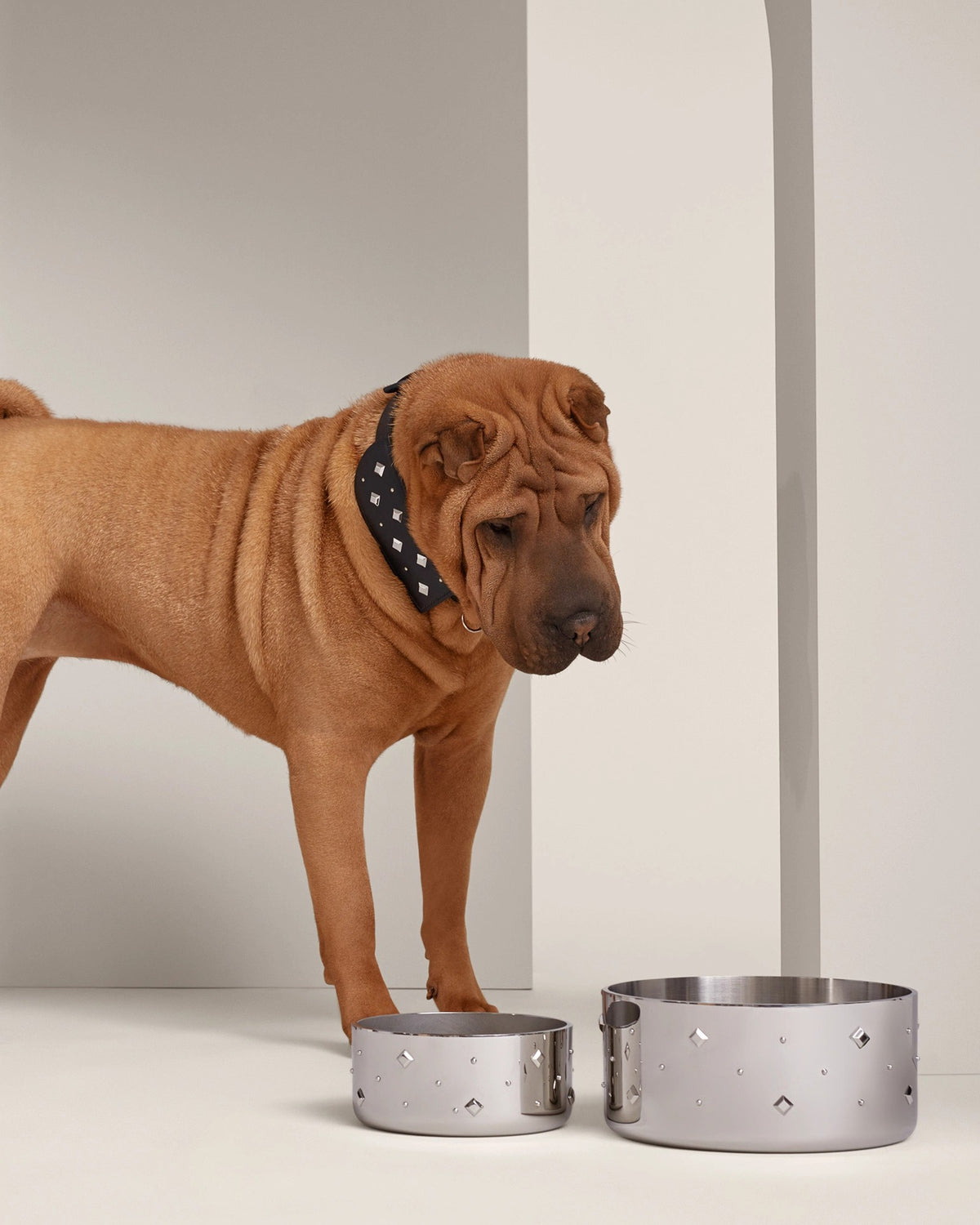 Shar Pei with two Punch Dog Bowls