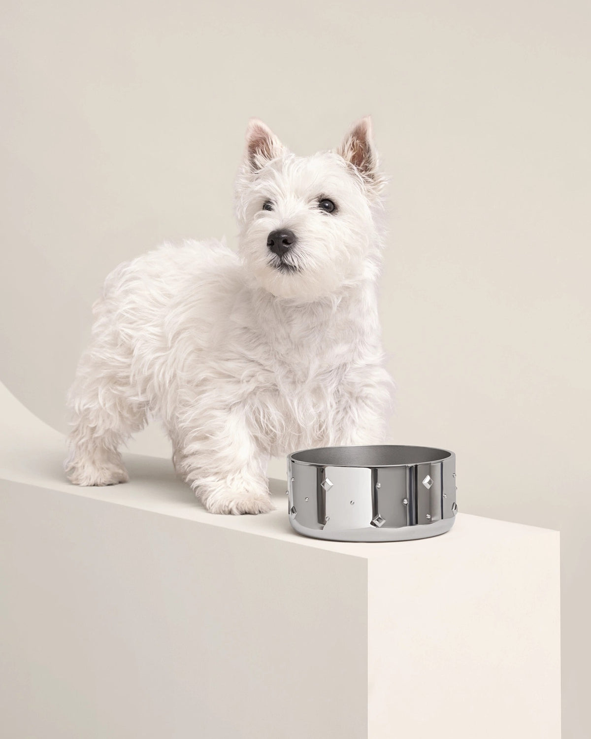 West Highland terrier beside the small Punch Dog Bowl