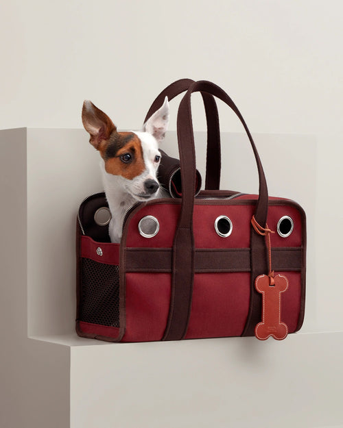 Jack Russell terrier in the Hermès Carrying Bag for Dogs II in red