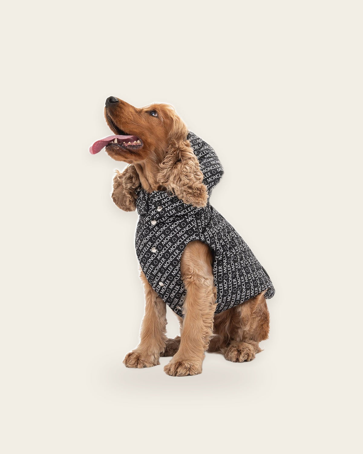 Cocker spaniel wearing the Monc x Poldo Mondog Puffer Jacket in black