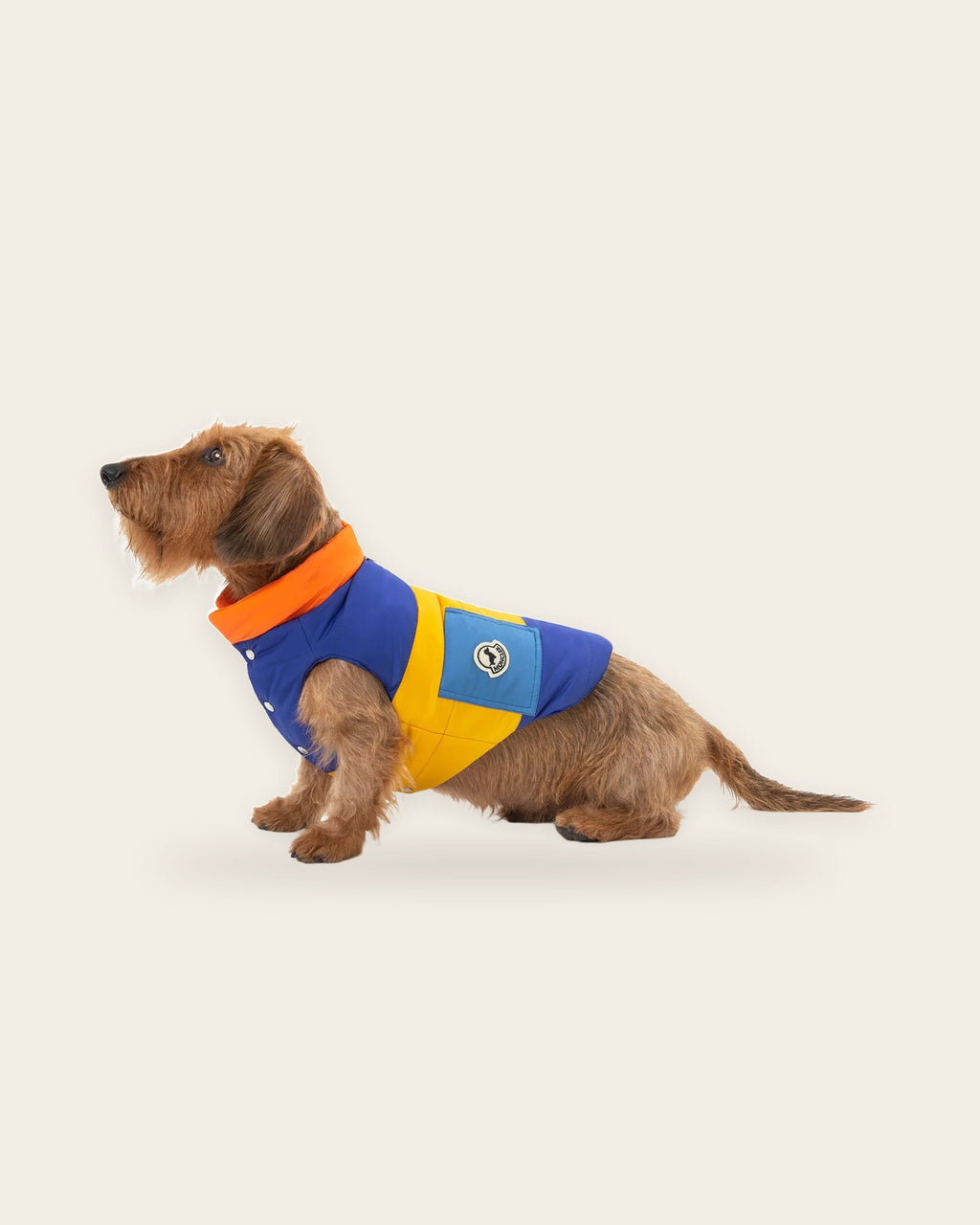 Wire-haired dachshund wearing the Monc x Poldo Mondog Puffer Jacket in orange and blue
