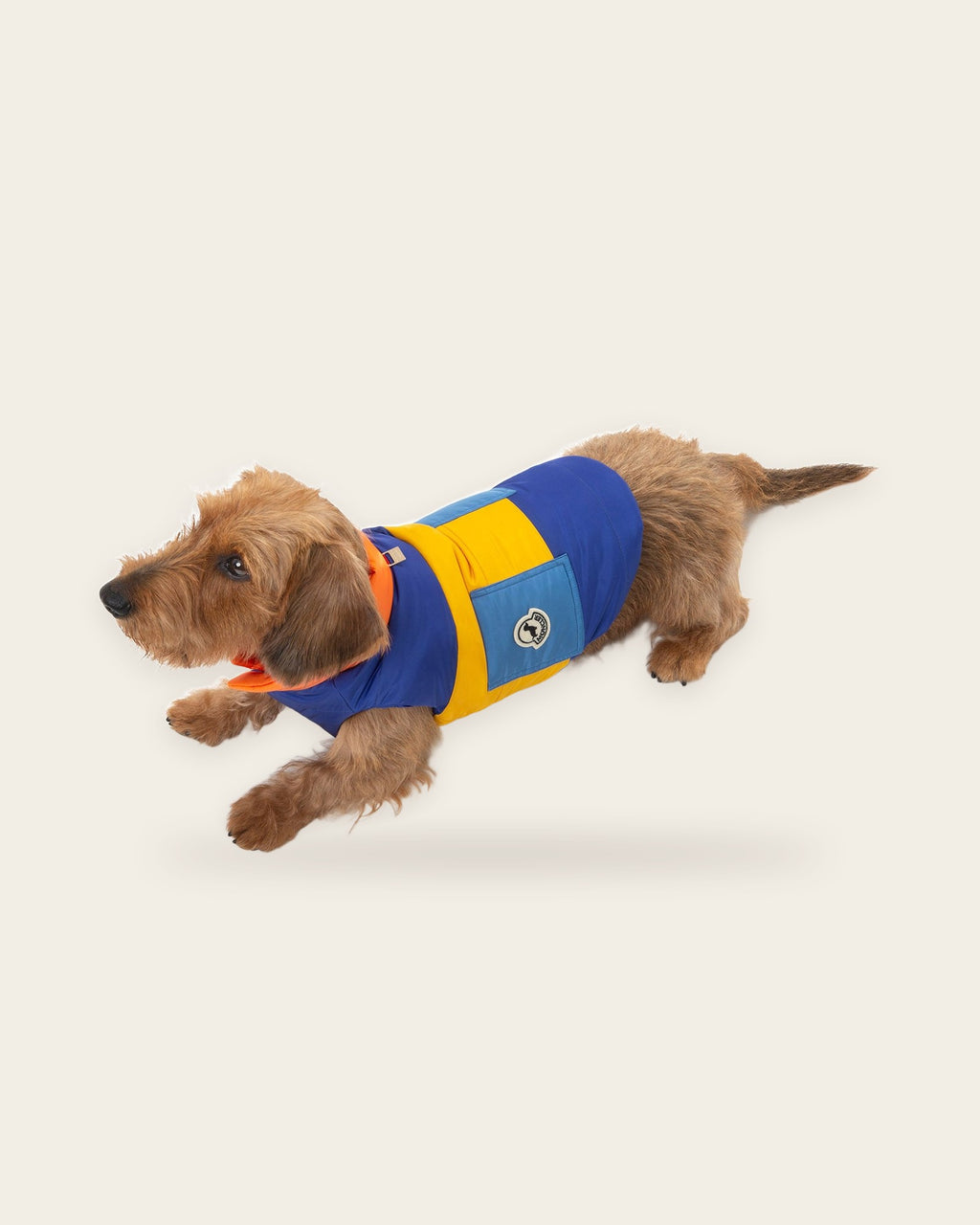 Wire-haired dachshund in the Monc x Poldo Mondog Puffer Jacket in orange and blue